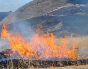 春告げる山焼き　箱根・仙石原