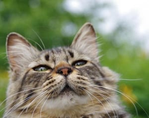 今週のにゃうにゃう猫生相談「血液検査の結果が心配ニャ！」