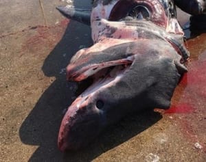 定置網に6メートルウバザメ　横須賀