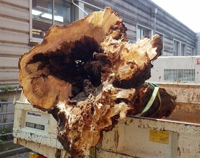 キノコ寄生倒木防げ　横浜市が街路樹2万本超診断