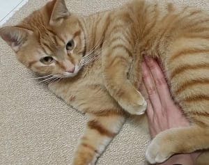 今週のにゃうにゃう猫生相談「健康的なウンチって？」