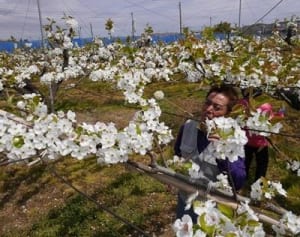甘い実つけて　「浜なし」の授粉ピーク