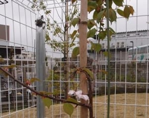 綾瀬はるかさん命名の八重桜が初開花　相模原・上溝さくら公園