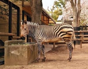 シマウマのキララ引っ越しへ　夢見ケ崎動物公園
