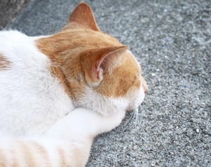 今週のにゃうにゃう猫生相談相談「最近太ったにゃ！」