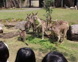 間近にカンガルー　金沢動物園オセアニア区がリニューアル