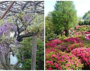 【今週の対決】藤かつつじか GWの外出に花まつりはいかが？