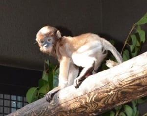 愛称は「エミ」　ズーラシアの赤ちゃんテングザル