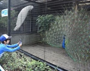 恒例の放し飼い中断　野毛山動物園のインドクジャク