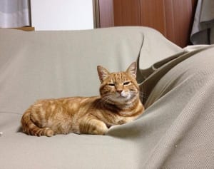 今週のにゃうにゃう猫生相談「鼻水が止まらないニャ！」