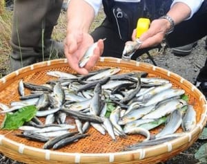 アユ釣り解禁控えて試し釣り　小田原・早川