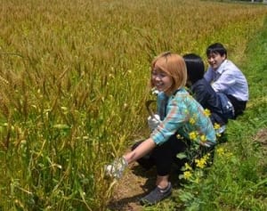 大地の恵み、黄金色　湘南で小麦収穫体験
