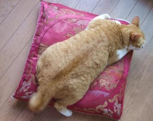 『グーグーだって猫である』の名優猫が挑んだダイエット