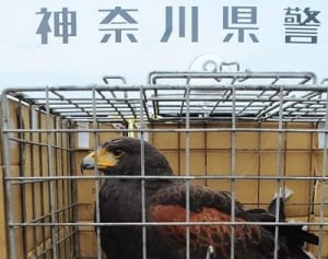 拾得物はタカ　中井町、飼い主が受け取る