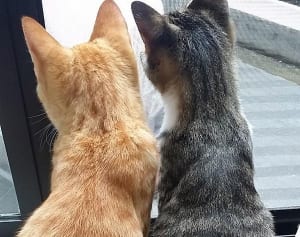 今週のにゃうにゃう猫生相談「初の外出で病気が心配にゃ」