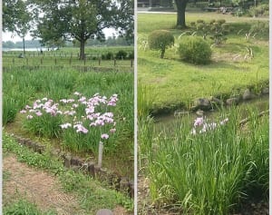 【今週の対決】初夏の“花菖蒲” 都内で見に行くならどっち？
