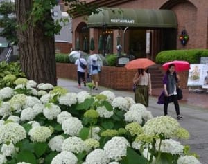 梅雨入り、アジサイ映え　山下公園