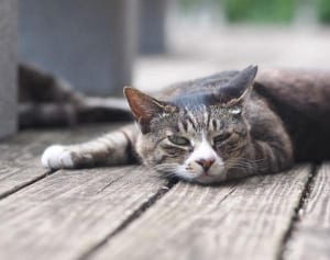 事故・殺処分を防げ！　山口の温泉旅館にできた「猫庭」って？