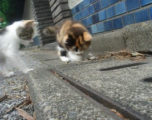 今週のにゃうにゃう猫生相談「飼い主にねこぱんちしちゃう」
