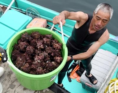 素潜り漁スタート　横須賀、サザエやアワビ採る