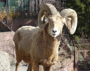 オオツノヒツジ「ホタル」逝く　横浜・金沢動物園