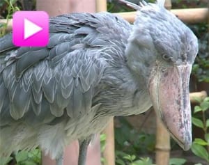 【衝撃】雷雨でも動かない鳥”ハシビロコウ”の捕食がすごい