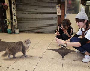 広島県尾道のPRで活躍 人気ねこは「広島県路地裏観光課課長」