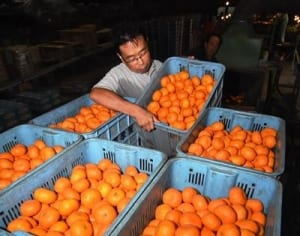 「例年になく生育いい」　「湘南の輝き」出荷スタート