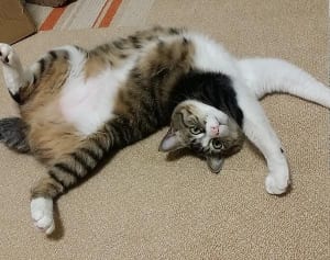 今週のにゃうにゃう猫生相談「ねこがイヤがるにおいって？」