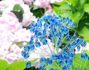 輝くガラス製アジサイ　箱根、本物と競演