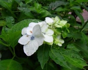 “緑のアジサイ”に注意　相模原