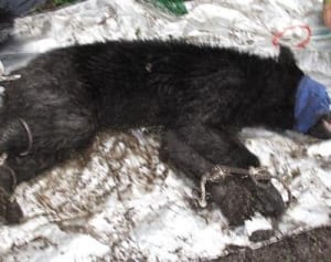 ツキノワグマ捕獲　山北町、男性襲った個体と別か