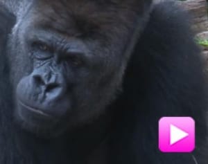 【あれ？】『イケメンすぎるゴリラ』兄ハオコ、フラれまくる