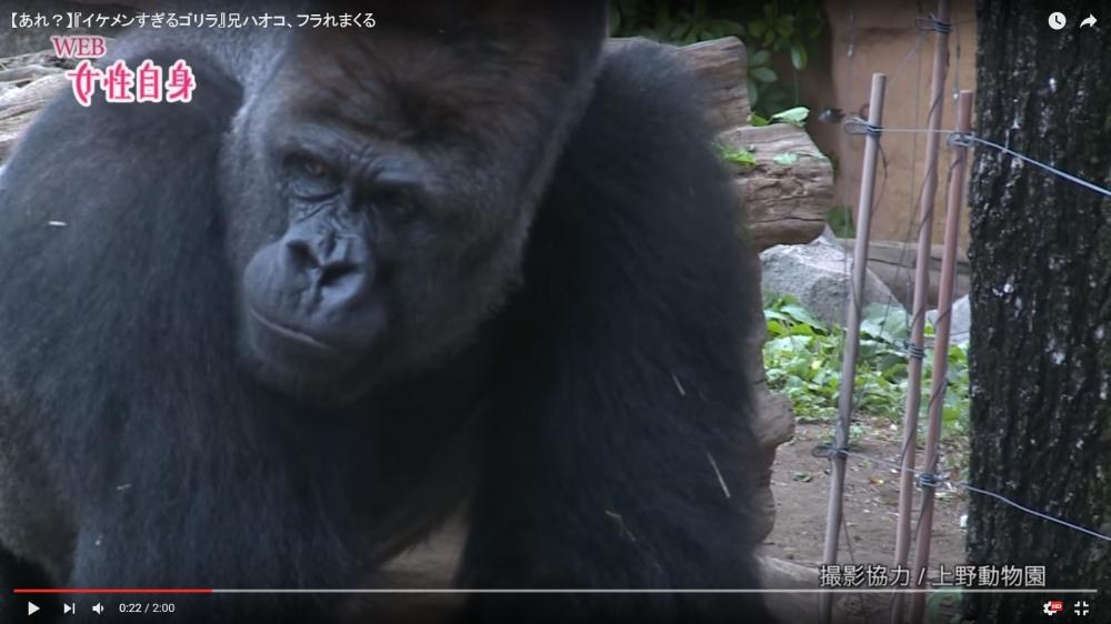 あれ イケメンすぎるゴリラ 兄ハオコ フラれまくる 女性自身