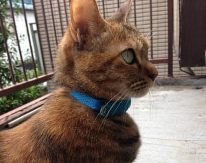 【今週のにゃうにゃう猫生相談】「ねこの気持ちはホントにわかる？」