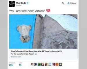 世界一かわいそうなホッキョクグマが死亡