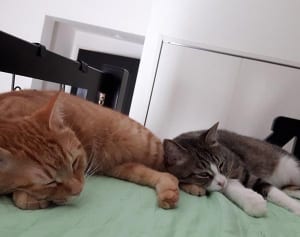 今週のにゃうにゃう猫生相談 「猫の夏バテはどうすれば？」