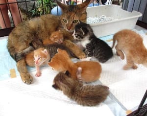 ねこ寺に住む”ビッグマミィ猫”マリア 育児放棄の面倒を