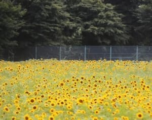 太陽の花4000本　松田町で満開