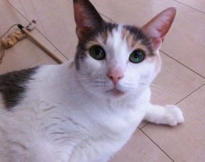 12歳で亡くなった“供血猫”ばた子から考える「動物の献血」