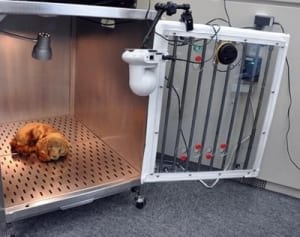 術後ペットの容体急変通知アプリ　獣医師の負担軽減へ開発