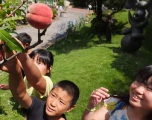 幻の味、甘かった　伝十郎桃