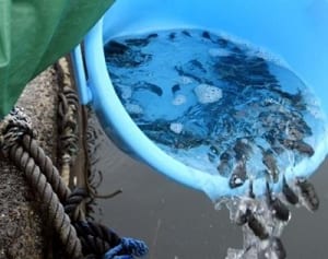 「名産の1つに」　トラフグの稚魚放流