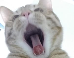 今週のにゃうにゃう猫生相談　高齢で出てきた斑点て問題アリ？