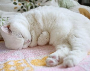 SNSに君臨し続ける“ねこ界の吉永小百合”って？