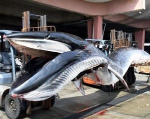 定置網にナガスクジラ？　横須賀・長井漁港