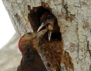 天然記念物ノグチゲラの巣穴29ヵ所　沖縄・東村高江の米軍ヘリパッド建設地周辺　07年にアセス記載も米軍の運用優先