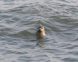ポケモンより熱狂！ 宮崎のアザラシ「すわちゃん」人気がすごい