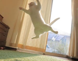 “無重力ねこ”ミルコさんの魅力に世界中が注目している理由