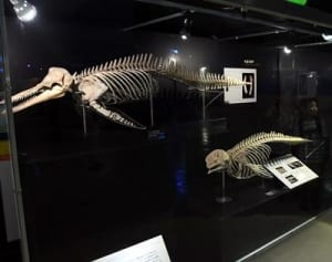 骨で知る海の生き物　ウミガメなど標本展示